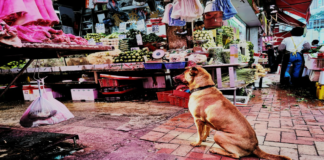 Veja as primeiras fotos tiradas com a câmera de 48MP do Honor View 20; SÃO SURPREENDENTES!
