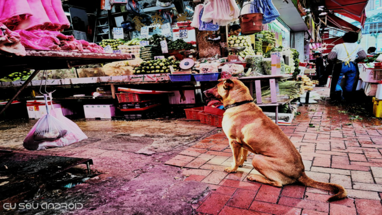 Veja as primeiras fotos tiradas com a câmera de 48MP do Honor View 20; SÃO SURPREENDENTES!