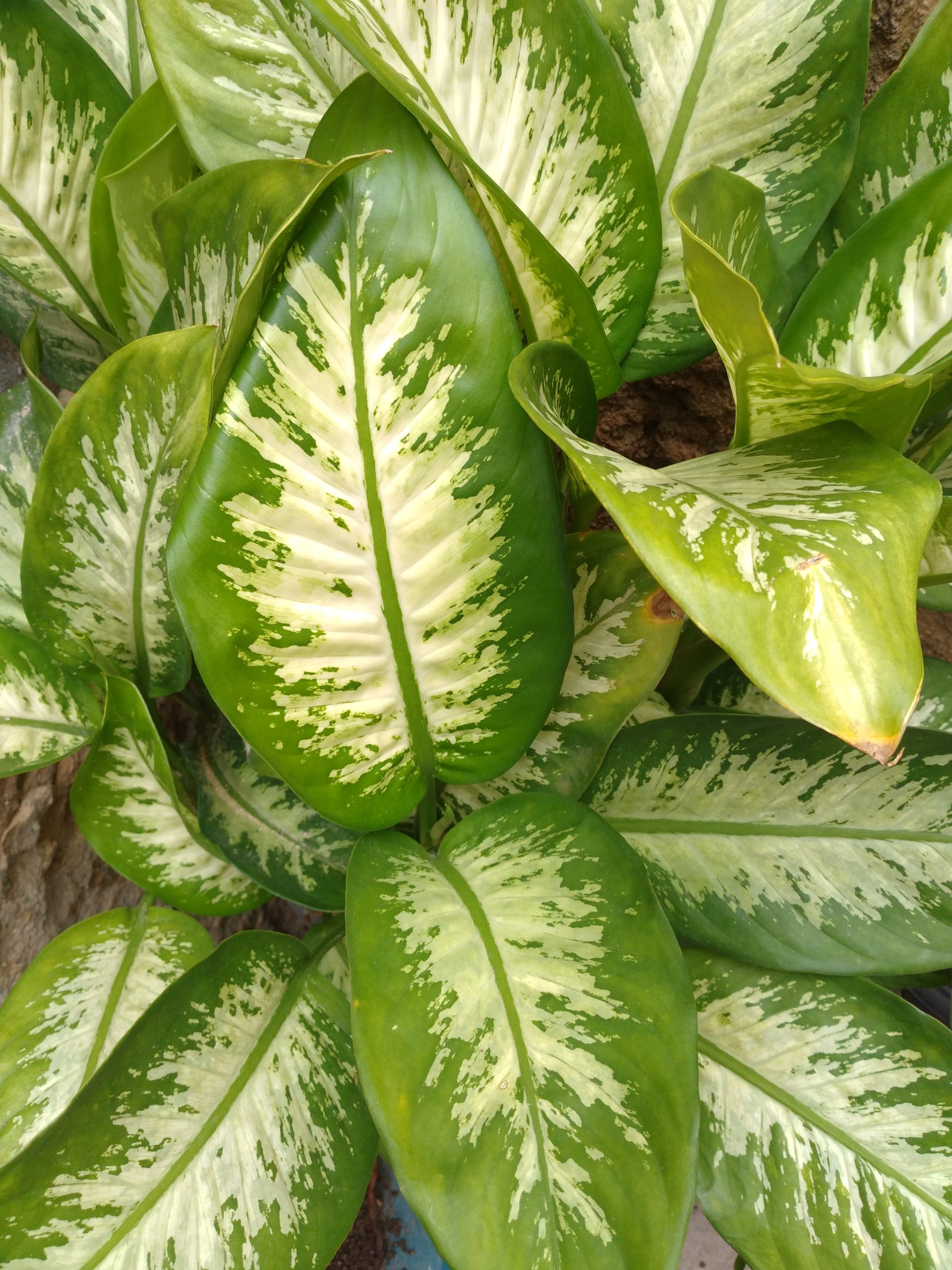 PixelCam Dise es la mejor aplicación de cámara para el Galaxy A20s