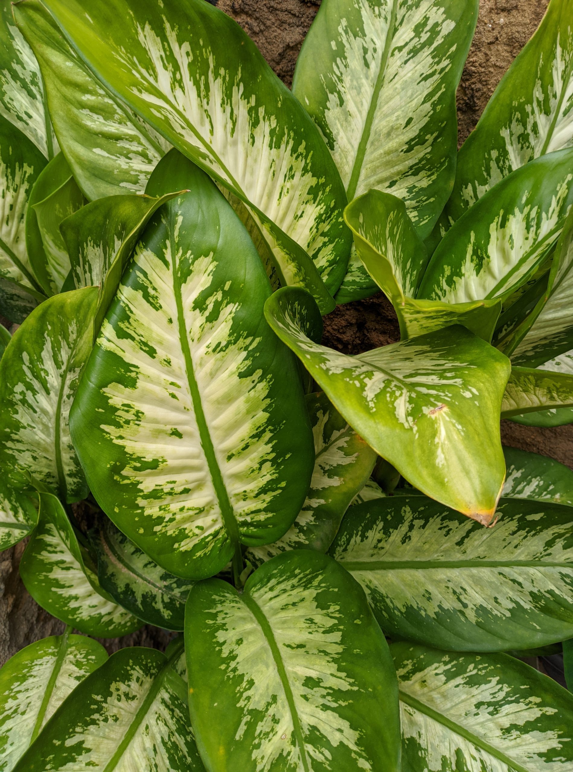 PixelCam Dise es la mejor aplicación de cámara para el Galaxy A20s